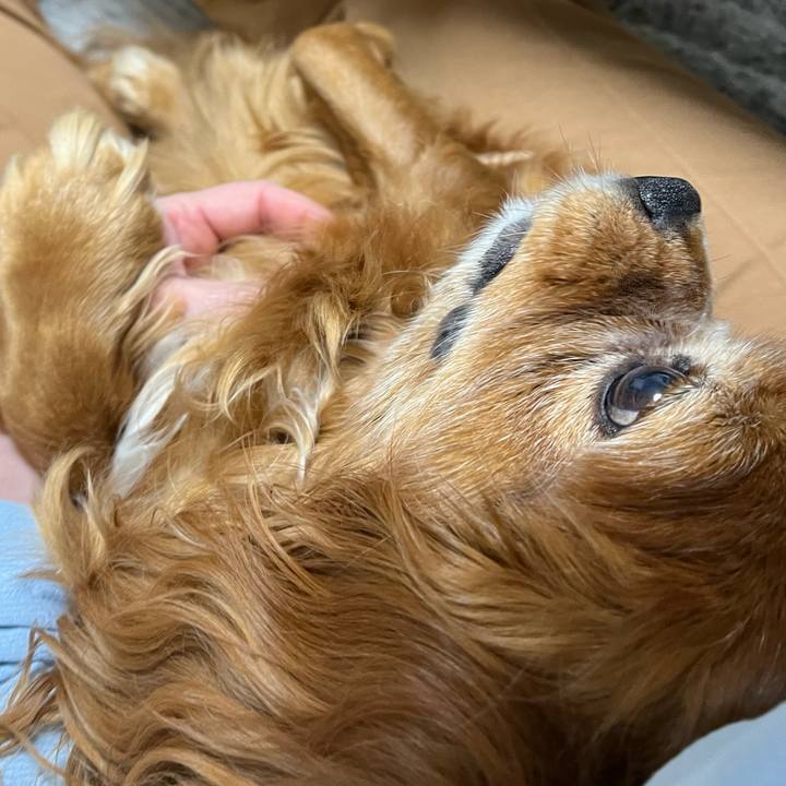 77cf76aa 069c 4c19 8e9a e05e62f03585 1730327351467