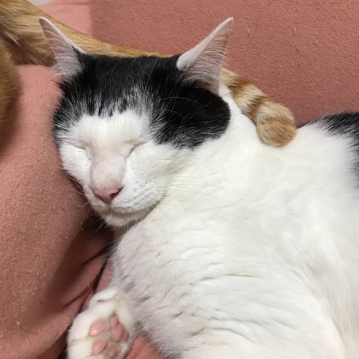 77d2f9df 2932 41f6 b0d8 d3194ae416fd 1529165541300