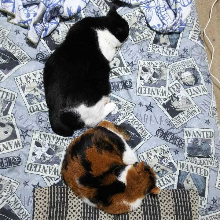 77d3463e 9e6e 4c51 8ca0 a4a4f3a82e6b 1527798028357