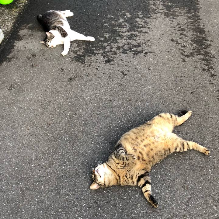 77d704b1 7ed1 47bc b076 c128490d89ba 1530350202260