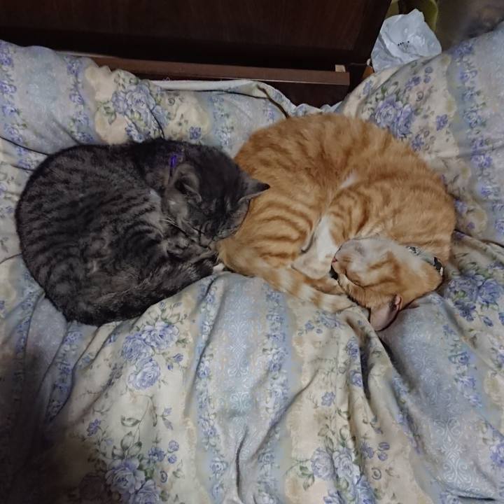 77d8e69e 8d11 48cb abda 7787e3b27948 1590754198391