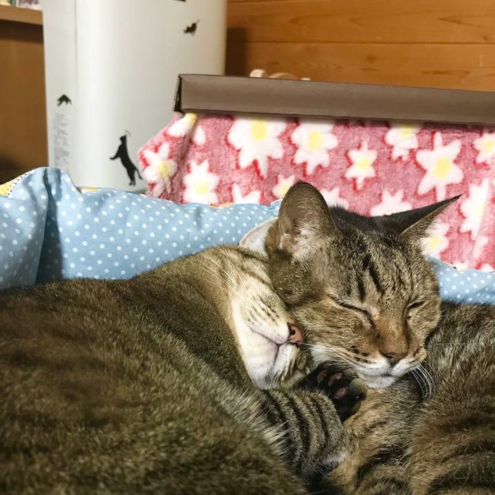 77dcc8de 9ea4 4587 9870 b0708e7b0a45 1509443053490