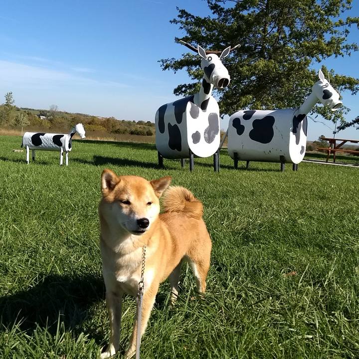 77dd2da5 f8b5 4ad4 951c 7b40de85d06c 1508348102561