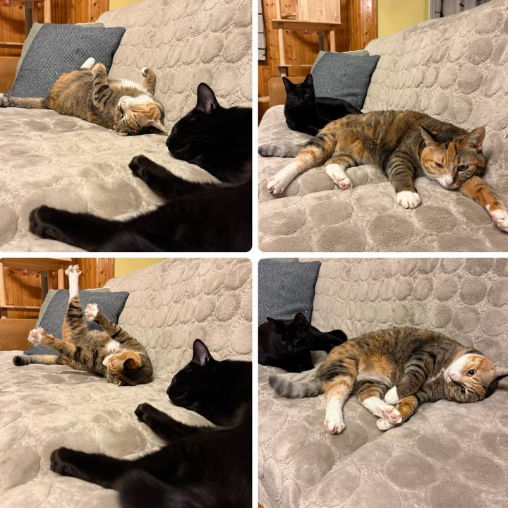 77ded769 7eec 4c55 b0c6 692120461bcb 1766358142493