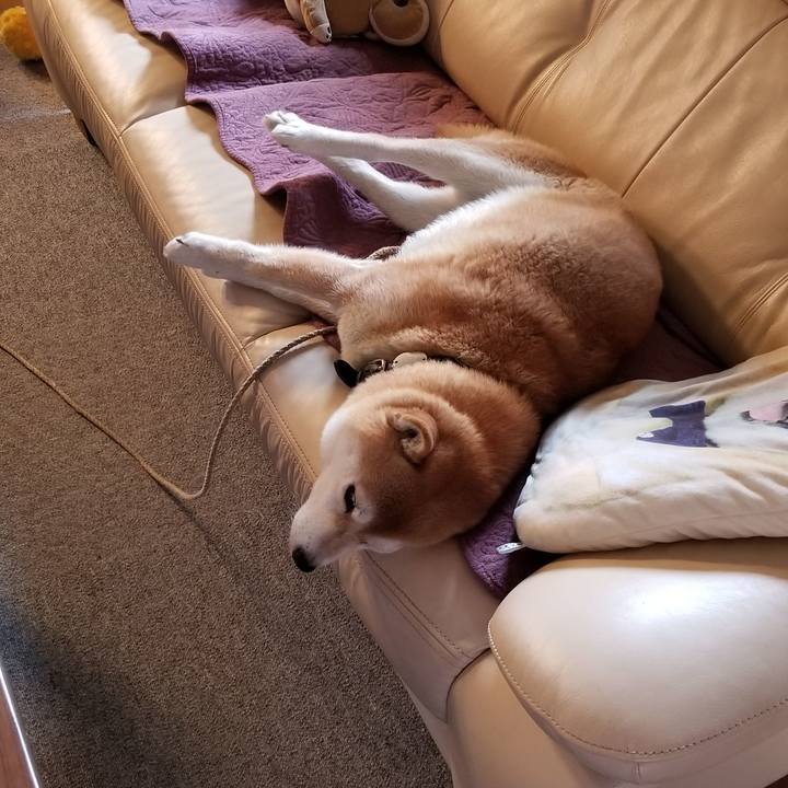 77e17252 c1ee 4b09 b7b9 bf2d32fdcad6 1526180165789