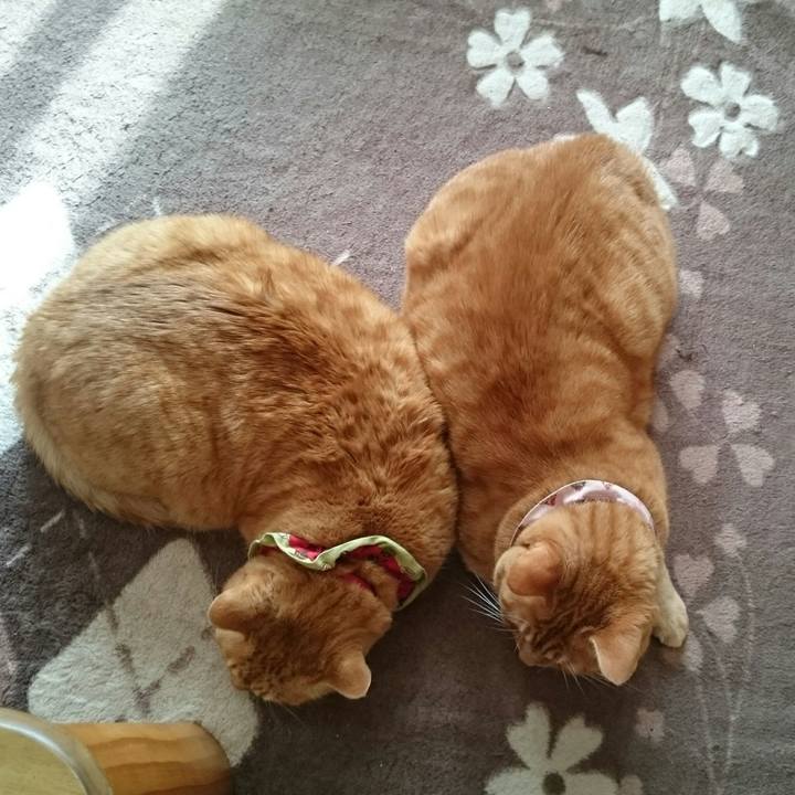 77e29e6c 66ba 4c95 abc1 13fa73e1f627 1511914676411