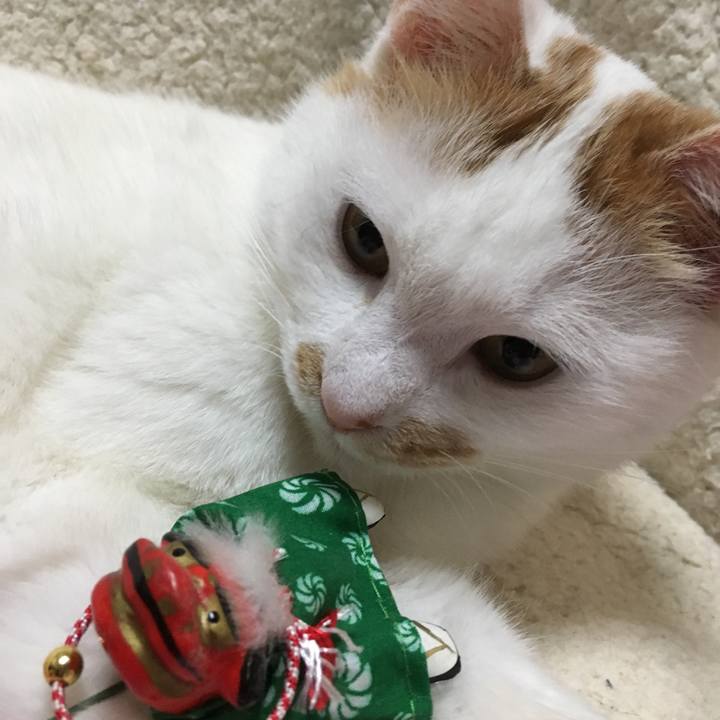 77e2c70d c723 43cb 9334 6dd5d60119f2 1514776569514