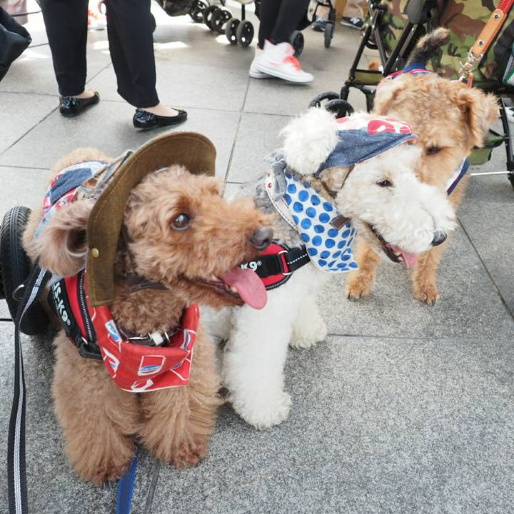 77e7c86d 66e7 4d93 a8f8 dc3b4e1955c0 1526803893446