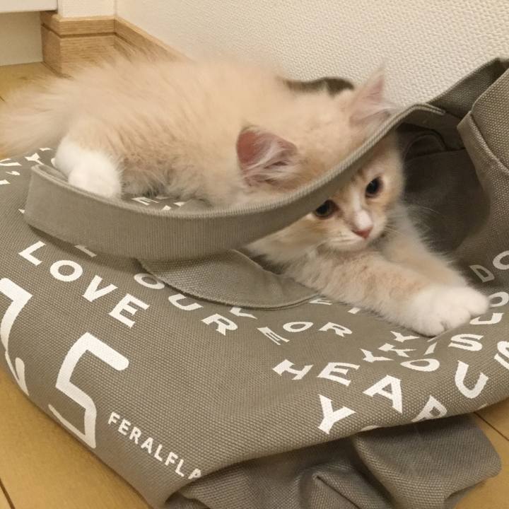 77eb165f ee26 4a9d 89e3 a805c3423e57 1596629406458