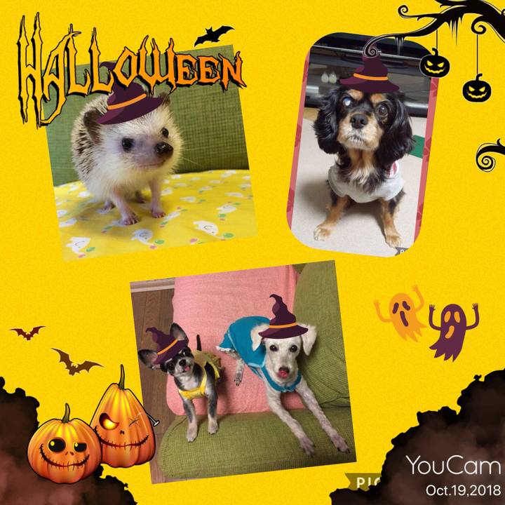 77ed80f0 450a 4dbb 9cd4 0447d4599ed6 1539941639579