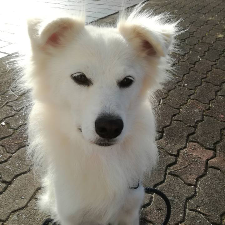 77ee1241 2094 4012 9020 7d244f193409 1509411102704