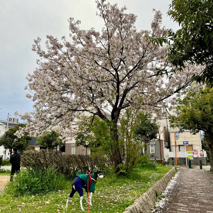 77ee1aea 0813 4d82 a68c 1cd9c5531ea2 1648819400279