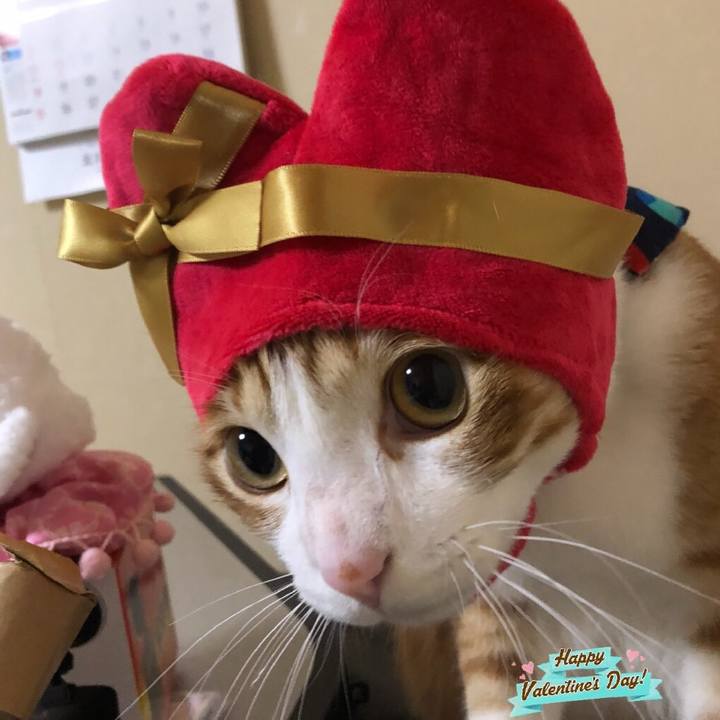 77eee475 eaa5 4ada 8cc1 65f19700fab2 1518610518419