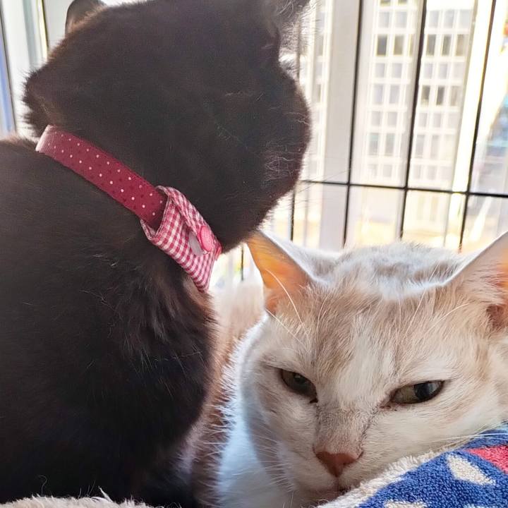 77f12786 b4fd 4fe5 a620 4ed84c30a45a 1712183356095