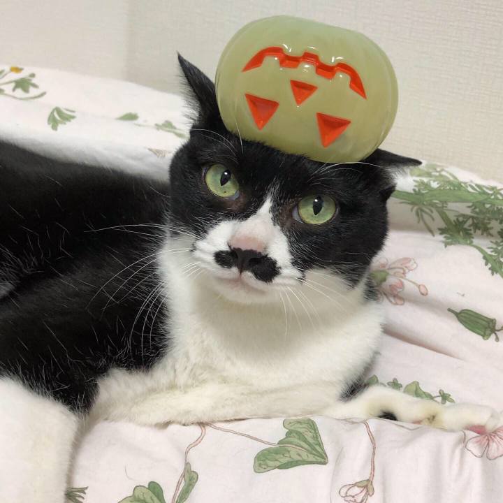 77f15015 6221 44cf 89af cde1a10727c8 1572530449934