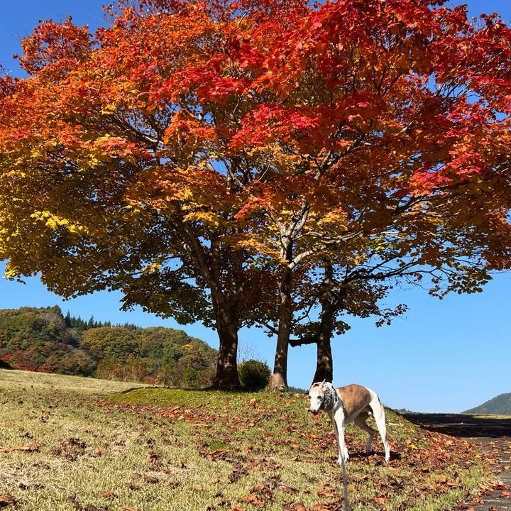 77f15277 46c6 4659 8905 5d116285e3c3 1761812975438