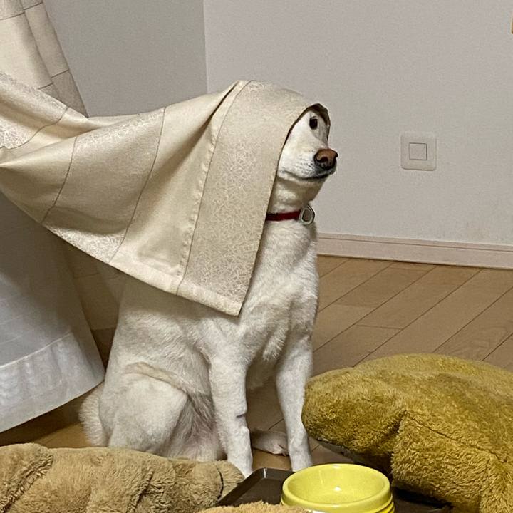 77f24202 3179 4ed8 b103 136f5a086a2b 1589259719327