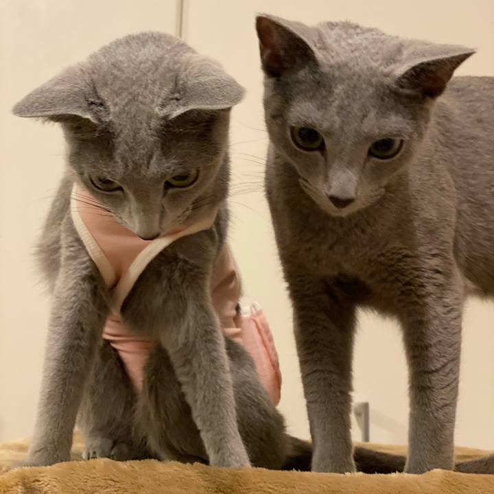 77f55432 58a6 47f4 93f0 4706f7536f62 1632291043317