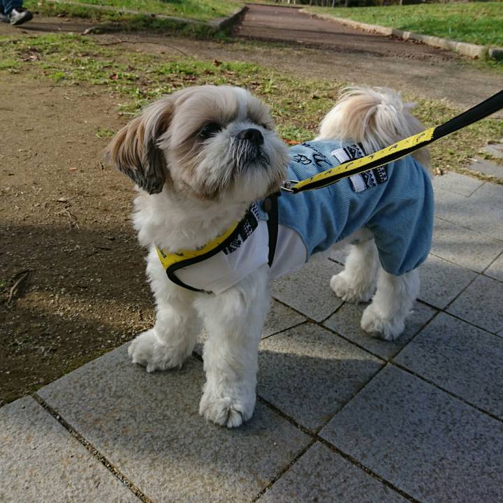 77f5e5fb cef2 49f5 8fda 015893bea541 1543061955825