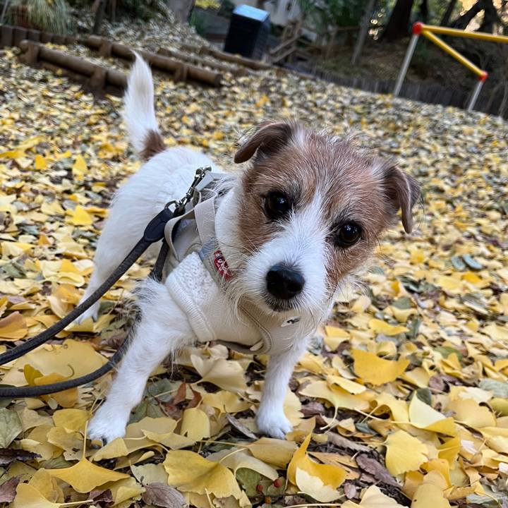 77f62a7d d241 4c15 9b5b cdc39fc06eb8 1730952257954