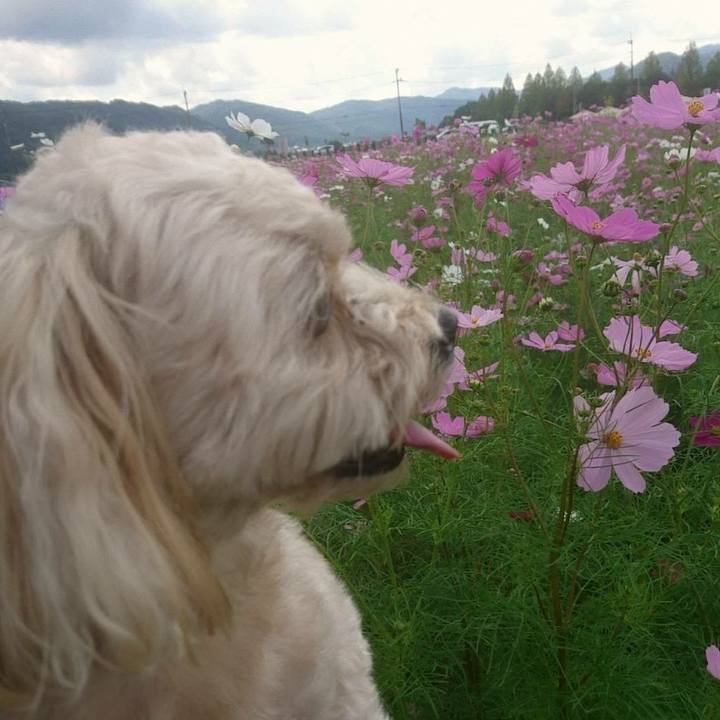 77f69b36 c73b 47f0 82af 96fcee67dc9f 1507526838005