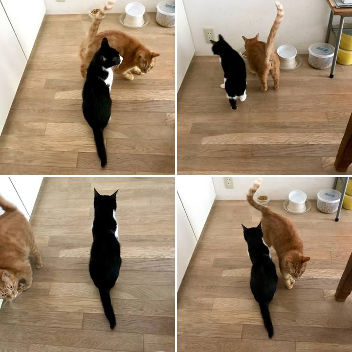 77f94009 28f5 4f73 a8b5 b657406118a8 1533706135228