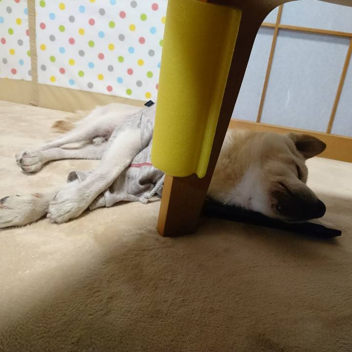 77faa2cc 536c 4aea af4a b76272f44a6f 1525513453983