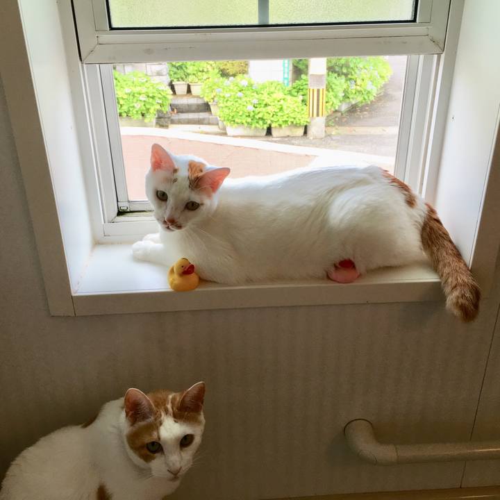 77fc4314 8dd8 4032 a318 7d8e66c8bb56 1530407663541