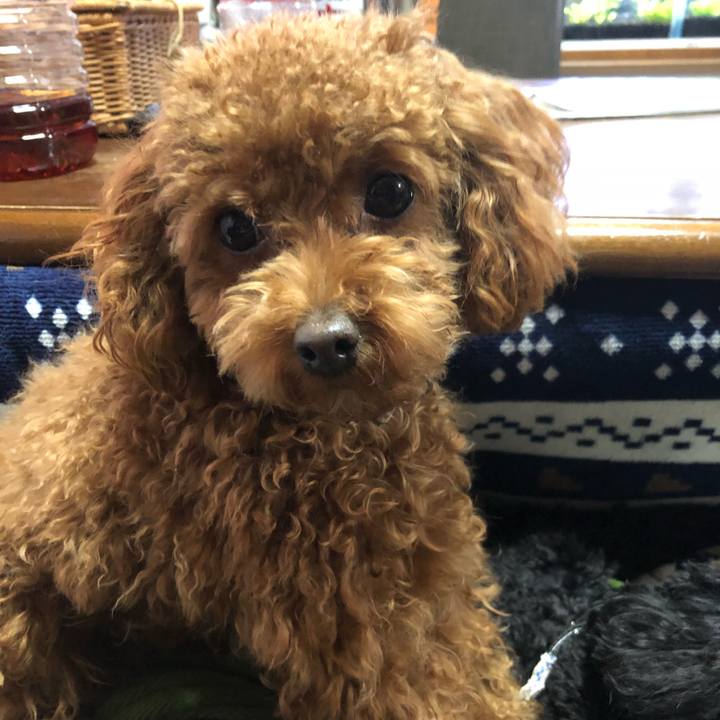 77fc84f8 1156 457c 8d1a 818191345967 1518782288945