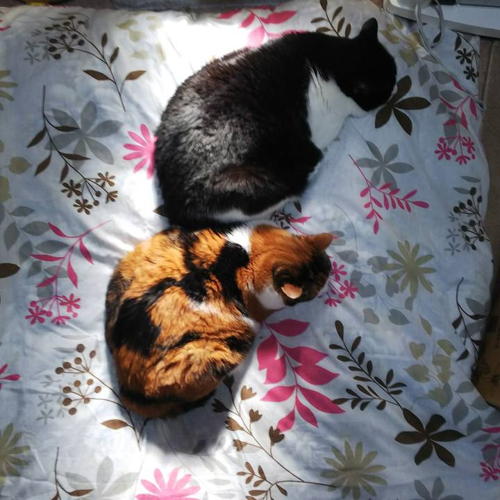 77fe7a80 0995 4db0 adda fbc61d06d88e 1543116408531