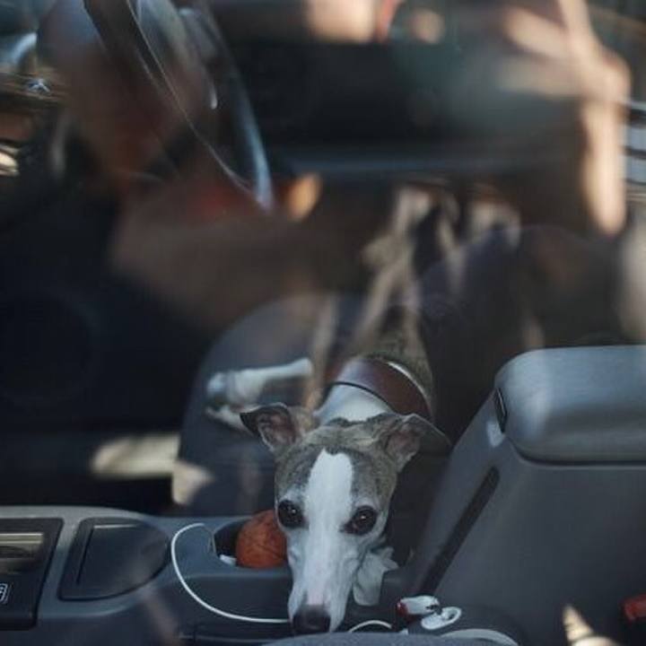 77fee40f a777 482d 9a87 cda590373855 1511872023329