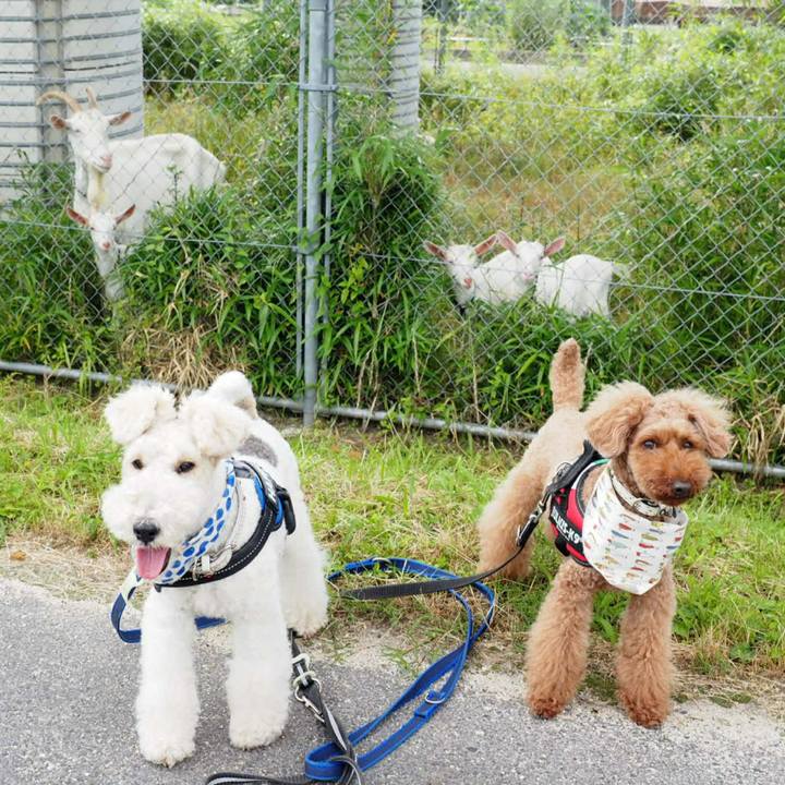 77ff1cd1 7938 4975 9ba0 9a64a4472d54 1529222105872