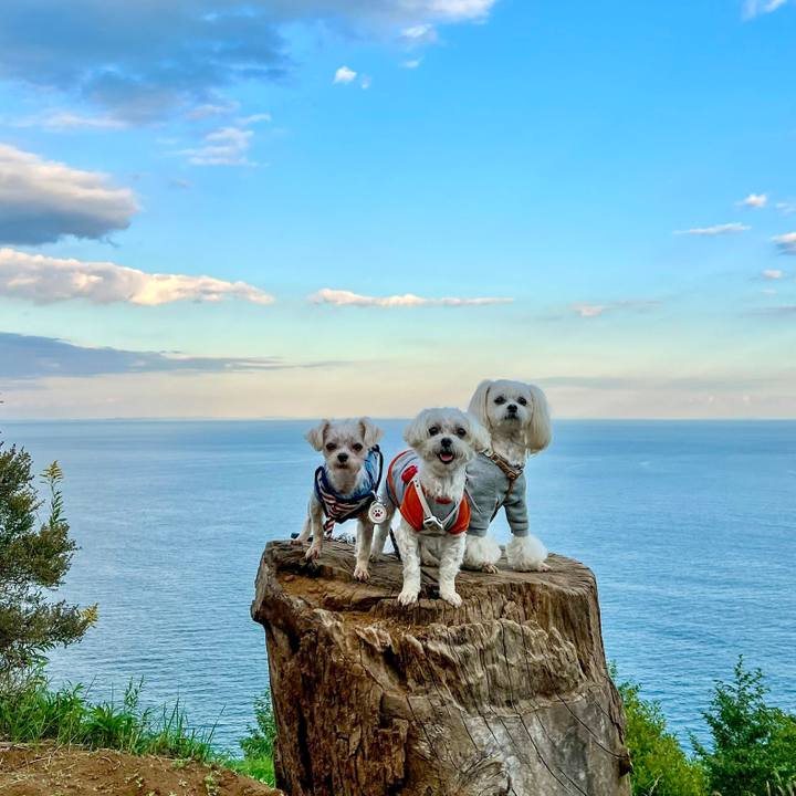 7803edea e98f 4483 8ff0 9833b02715e4 1668668282888