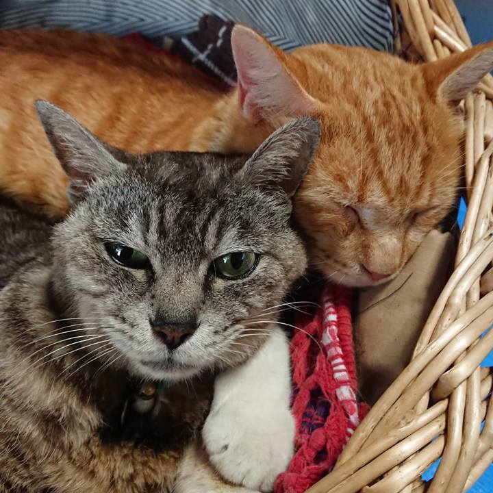 780632a0 27fb 483a 9bcd 8336582cbd5b 1564275287770