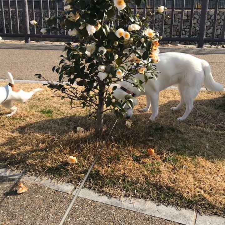 78084361 cb17 43f4 bcfa fe6e7cb0d3df 1516526222837