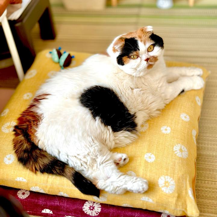 780d6edd 758c 4b3c ac73 59512405c810 1728696231722