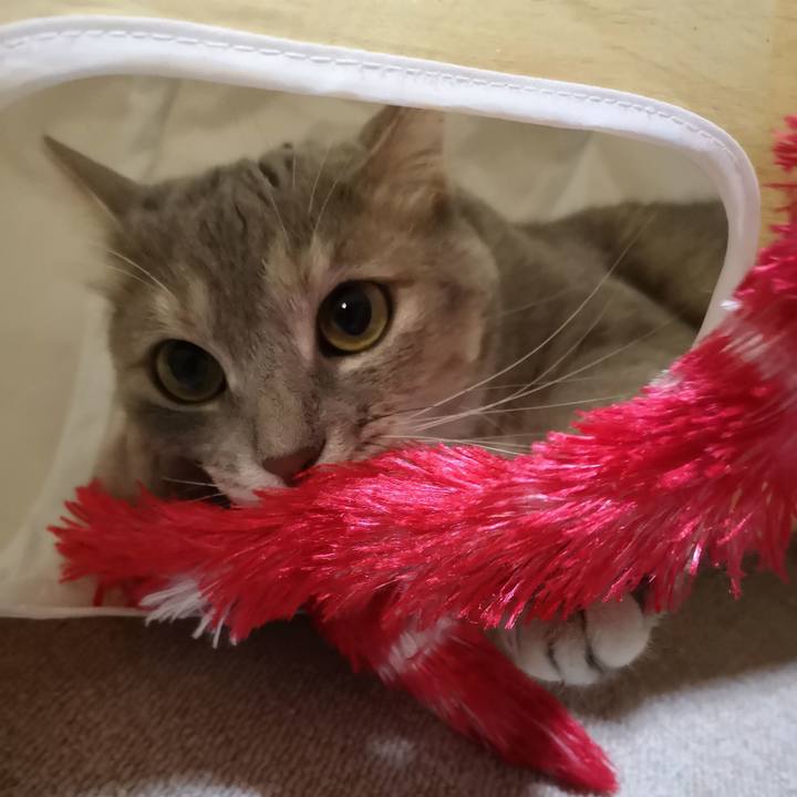 780f34c8 76a4 4cde ba4f 8fb504fc60e8 1565147469809