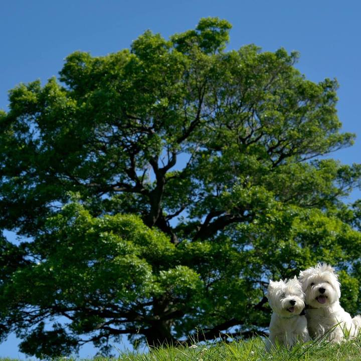 781215e3 0b4a 40a9 81f8 6fa14b81553c 1525476378940