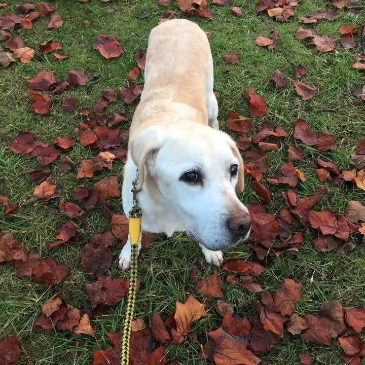 78127754 4a1c 483c a554 e47abafad95f 1542021156587