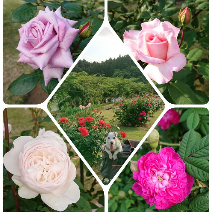 7812e0af 546b 4d70 9cb9 f29d46854cdf 1557758733239