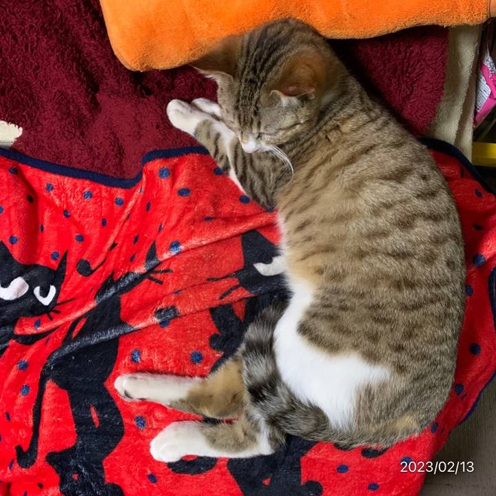 781349fd e316 441e b161 3167e5c0daba 1676296848577