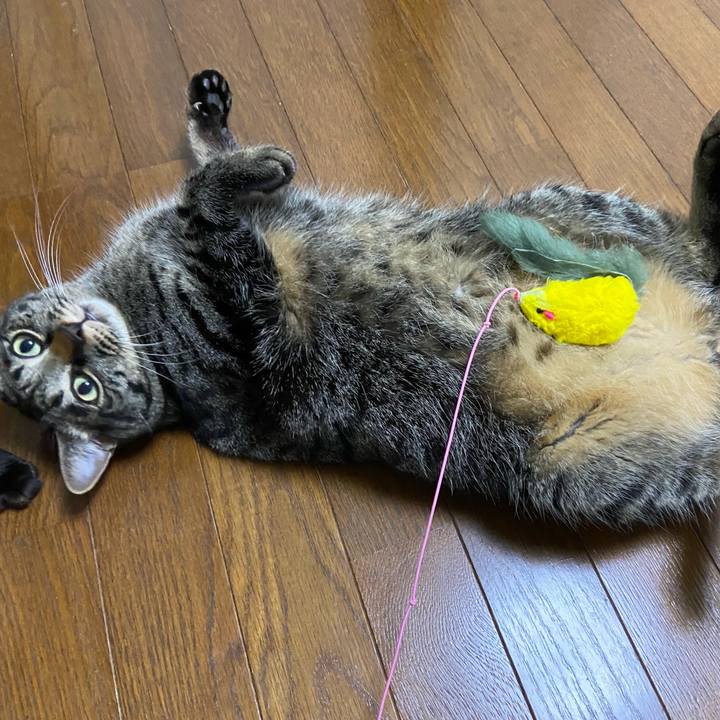 78156b68 cbef 4da4 8f1d c4482049453e 1684413898171