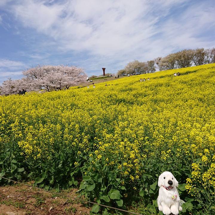 7815880a d655 4d23 ba85 f725c36de3a7 1616815485299