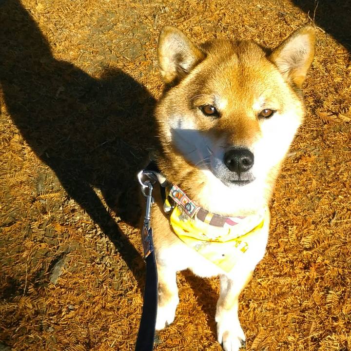 7817bc46 3bb8 461e 8495 bdd5fb706fbc 1512952884568