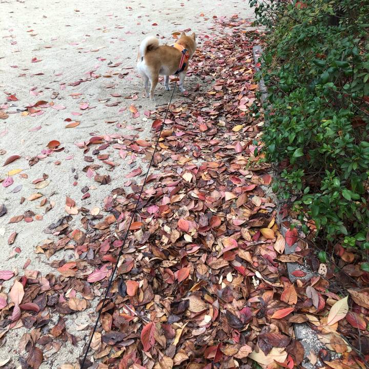 7817bd6a 1486 47ca 9f6a 8fd7ec6b998a 1606270878498