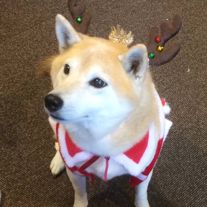 78183150 b456 4d95 ac8a da937ebc0f83 1549884111761