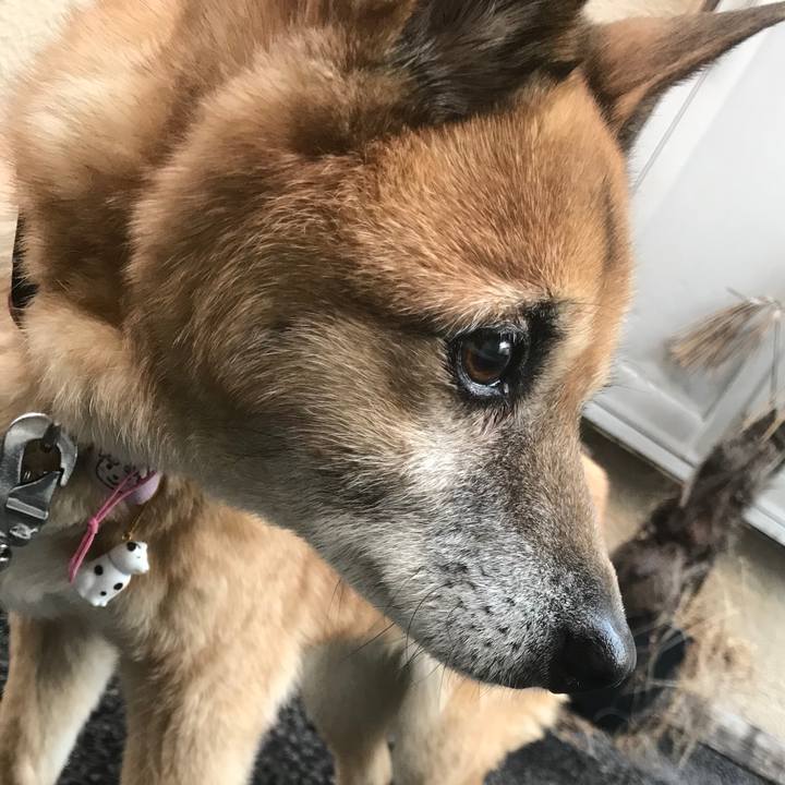 781b8d4b b868 4103 8498 327b91ec1bbe 1517786338388