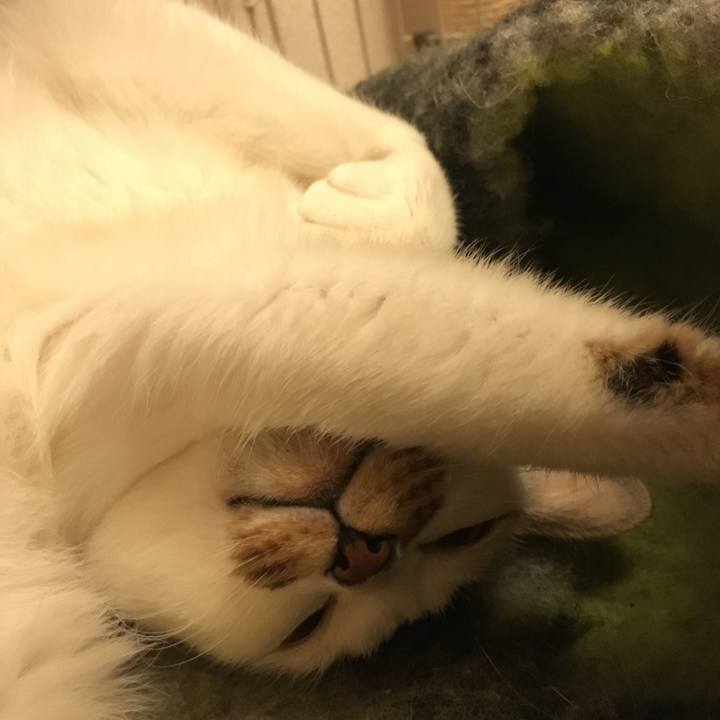 781bef25 9606 4c77 94b1 f342194d1936 1543588737203