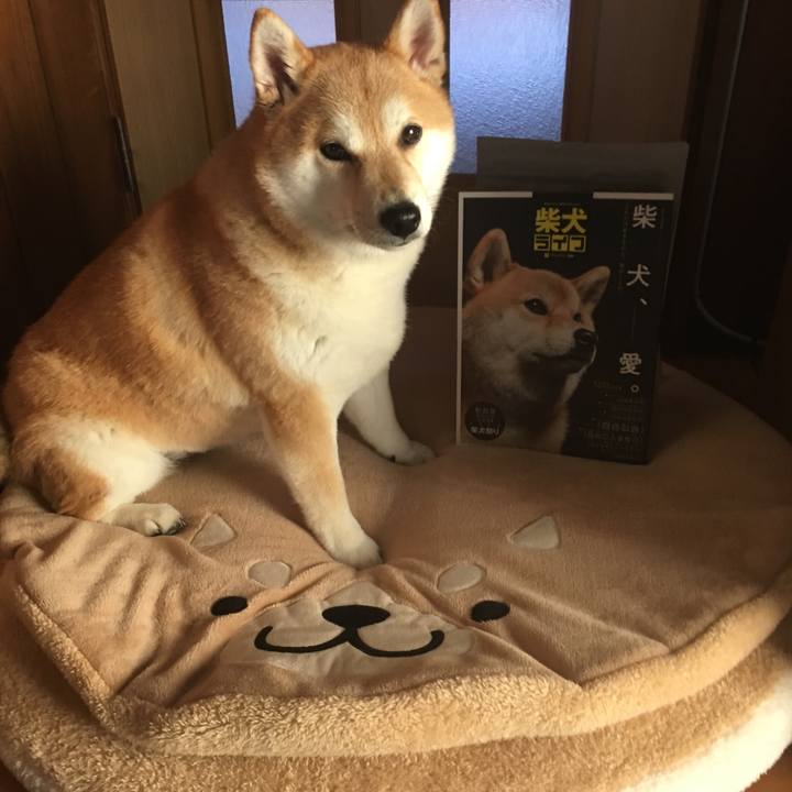 781c9575 74f1 42ae abd8 ed632f5193cc 1545958842704