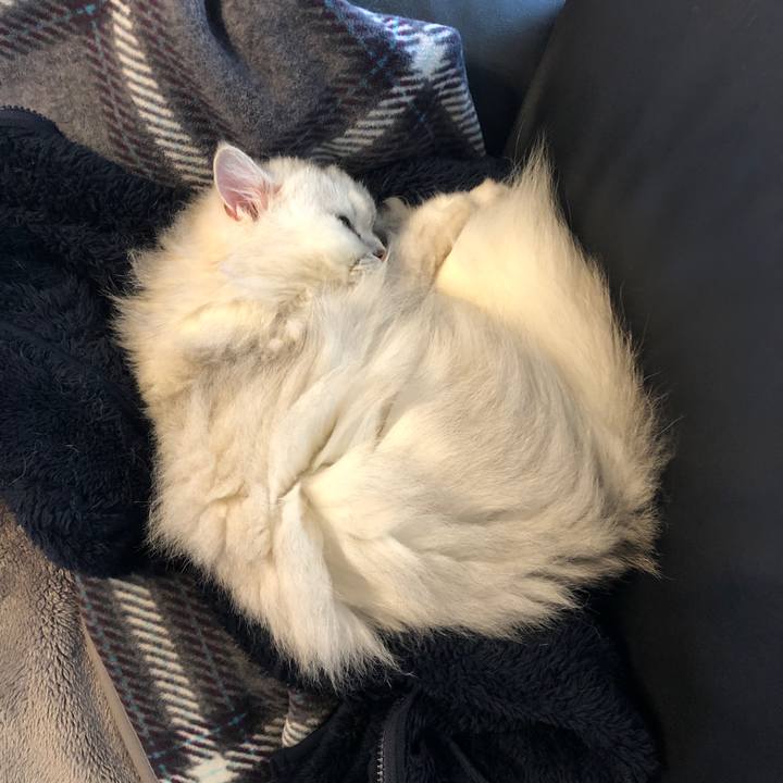 781f6cc7 2f1a 4e0f af36 818387ff82d9 1619919241666